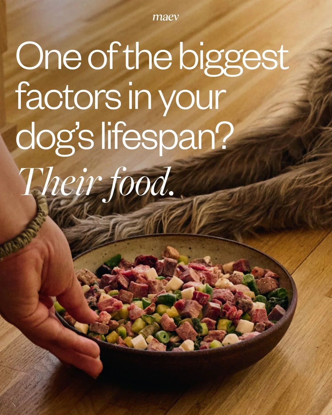 Maev — Fresh-food research presented through dogs and ingredient photography