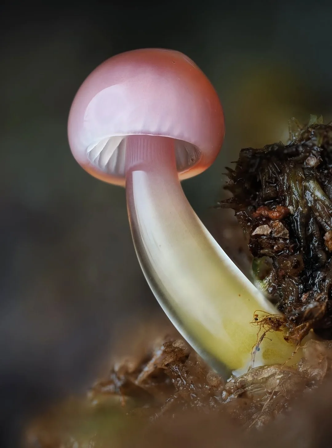 Seed — A small pink mushroom photographed against dark bark